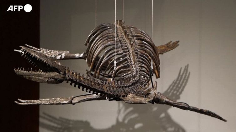 New York, i resti di predatori preistorici all'asta da Sotheby's