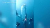 L'incredibile filmato dell'emersione del pesce remo