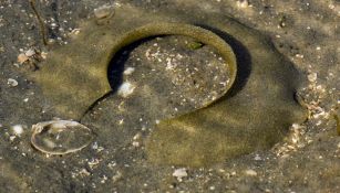 Attenzione se li vedi in spiaggia