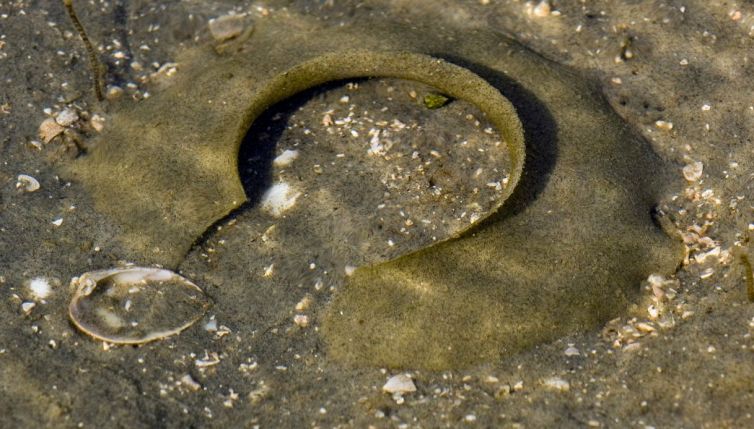 Fai attenzione se li vedi in spiaggia: non devi mai toccarli