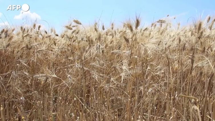 Premiata l'Italia rurale, Spighe Verdi a 72 Comuni
