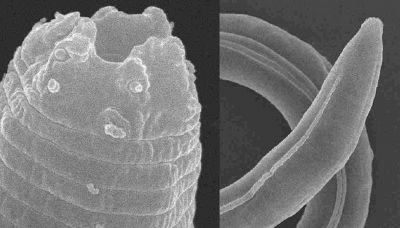 Era vivo dopo 50mila anni: l’incredibile scoperta nel permafrost