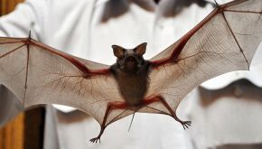 È vero che i pipistrelli si attaccano ai capelli?