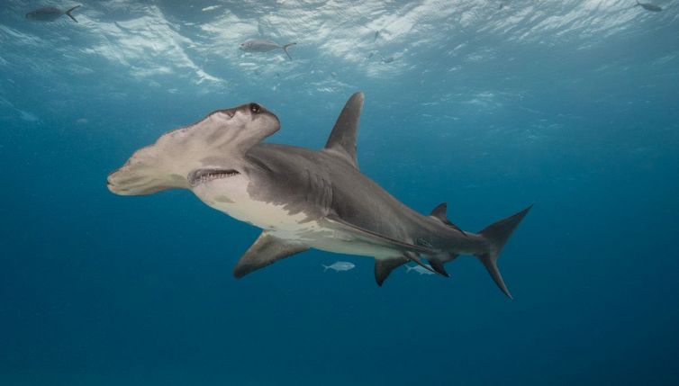 Chi ha paura del mare? Cos'è e che significato ha la talassofobia