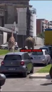 Una giraffa e un elefante in fuga da Cinecittà