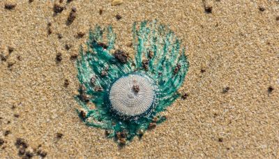 Attenzione ai bottoni blu che vedi in mare: evita di toccarli