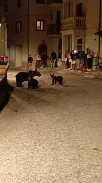 L'orsa Amarena attraversa il paese con i suoi cuccioli