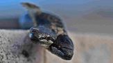 Trovato serpente a due teste in Italia: incredibile