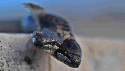 Trovato serpente a due teste in Italia: incredibile