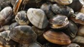 Sai riconoscere i molluschi freschi? Fai attenzione ai dettagli