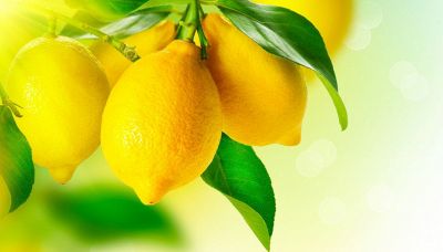 Come curare la pianta di limone senza rovinare frutti e foglie