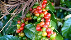 La curiosa storia del caffè italiano: quando è nato e dove