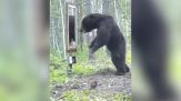 L'orso si vede allo specchio: la reazione è incredibile