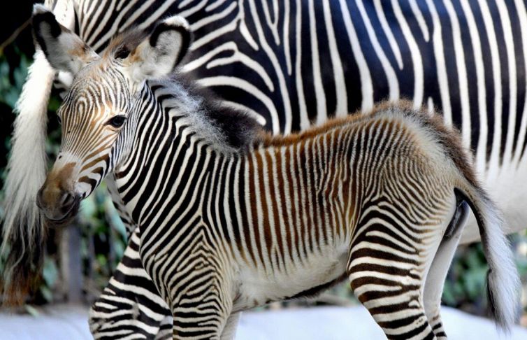 Al bioparco di Roma nasce una rarissima zebra