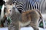Al bioparco di Roma nasce una rarissima zebra