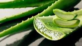 Come coltivare l'aloe vera in casa: i trucchi per averla perfetta