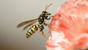 Perché non devi odiare le vespe: la scoperta che cambia tutto