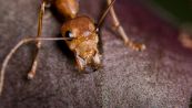 Allarme formica di fuoco in Italia: i rischi per l’uomo