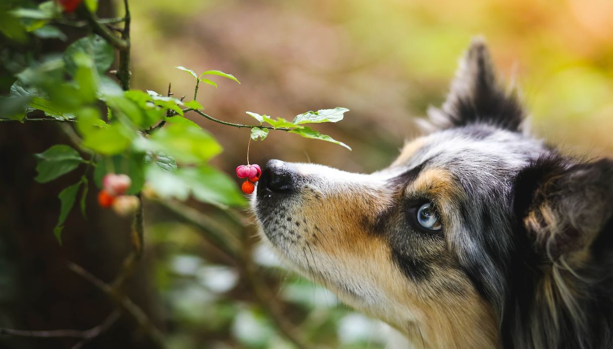 Quali sono le piante non tossiche o velenose per cani e gatti: attenzione a  quali coltivi