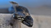 Serpente a due teste ritrovato in Italia: cosa è successo
