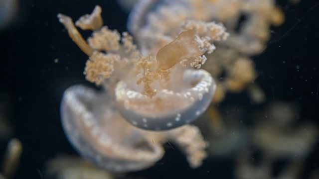 La nuova medusa fa paura