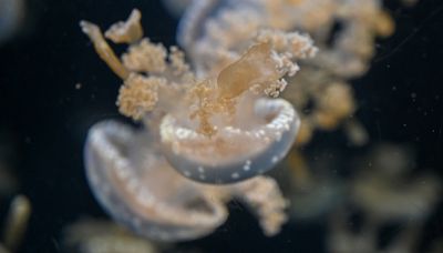 Medusa "aliena" trovata in Sardegna: i rischi per l'uomo