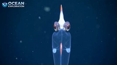 Calamaro di vetro avvistato negli abissi a 700 metri di profondità