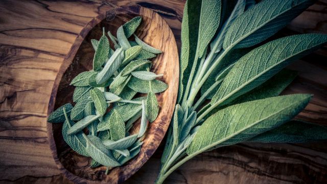 Come coltivare la salvia