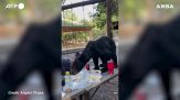 L'orso irrompe al picnic: quello che succede è incredibile