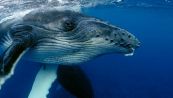 Scoperto il segreto delle balene: perché fanno kelping