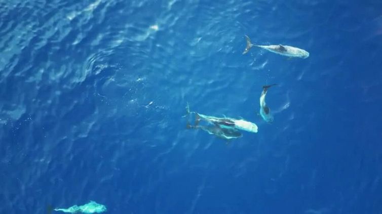 Lo spettacolare avvistamento di grampi a Ischia