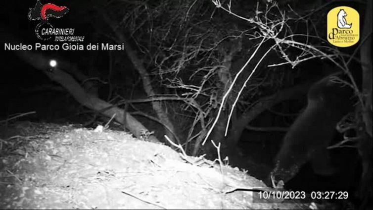 I cuccioli dell'orsa Amarena stanno bene: le tenere immagini