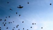 Cos'è il bird strike: gabbiani paralizzano il traffico aereo