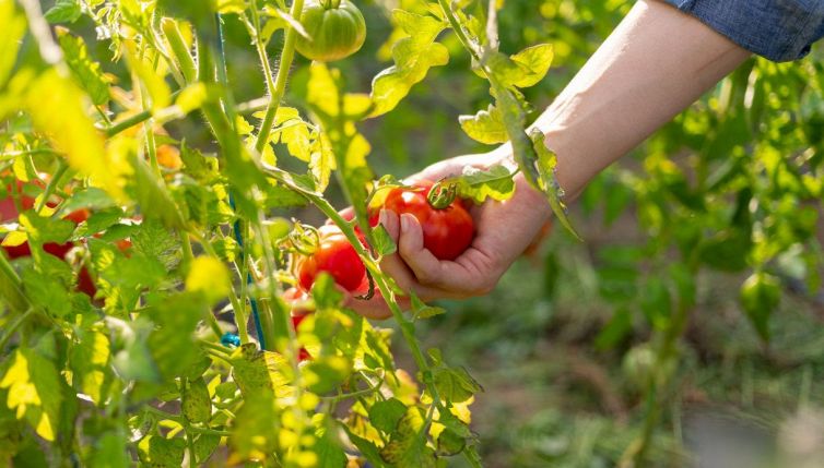 Come si coltivano i pomodori in casa: i trucchi infallibili