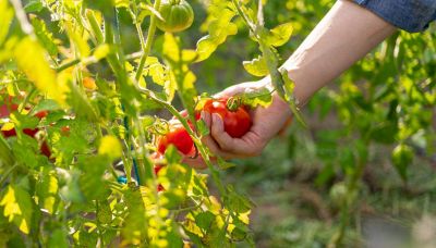 Come si coltivano i pomodori in casa: i trucchi infallibili