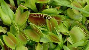 Pianta carnivora in casa: fai attenzione alla sua "dieta"