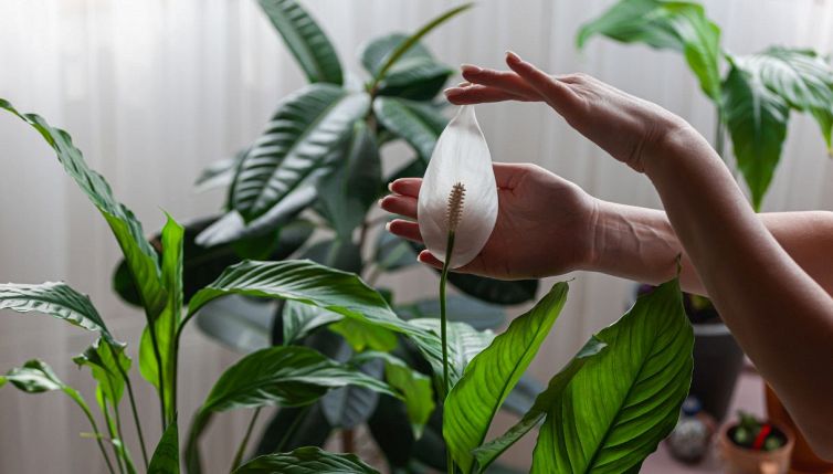 Come curare la culla di Mosè, la pianta che purifica l’aria