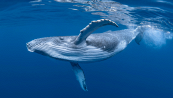 Grazie alle balene parleremo con gli alieni: lo strano studio