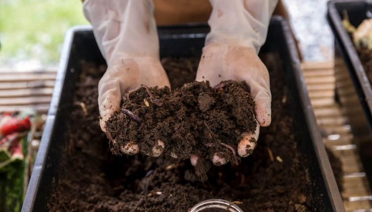 Fertilizzante naturale: mettete gusci d'uovo e fondi di caffè nei vasi