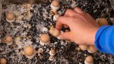 Come coltivare i funghi in casa con il trucco del caffè