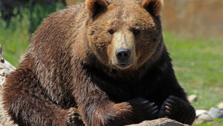 Allarme per gli orsi, non vanno più in letargo: diventano "zombi"