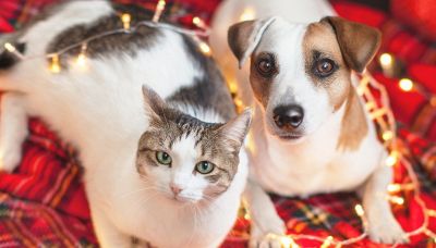 Natale stressa gatti e cani: i trucchi per festeggiare insieme