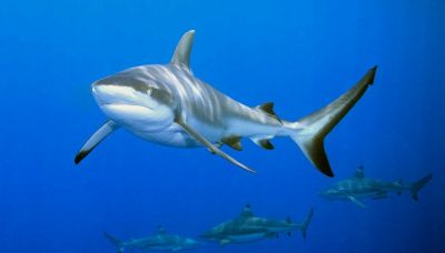 La scoperta sugli squali che cambia tutto ciò che sappiamo