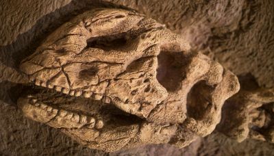L’invecchiamento umano è colpa dei dinosauri: l’assurda scoperta
