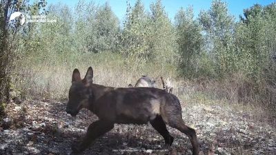 I cuccioli di lupo trovano la videocamera: quello che succede è incredibile