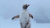 Bianco come la neve, l'avvistamento del rarissimo pinguino