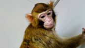 ReTro, la super scimmia clonata vissuta per anni: sconfiggeremo le malattie grazie a lei