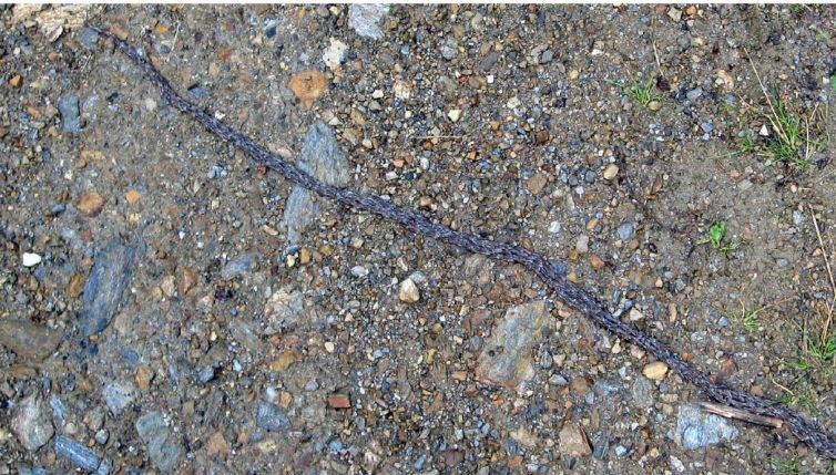 Ritrovamento mostruoso: il verme serpente non è più un mistero