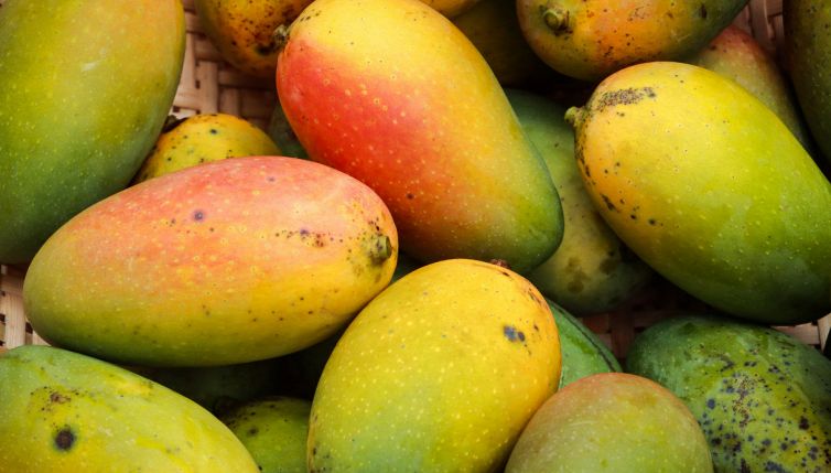 Come si coltiva il mango in vaso e dove in Italia può crescere una pianta sana