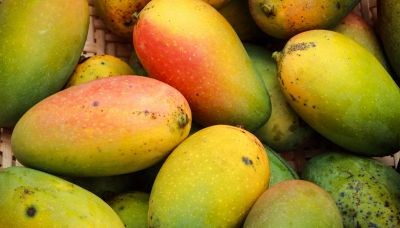 Come si coltiva il mango in vaso e dove in Italia può crescere una pianta sana